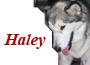 Haley